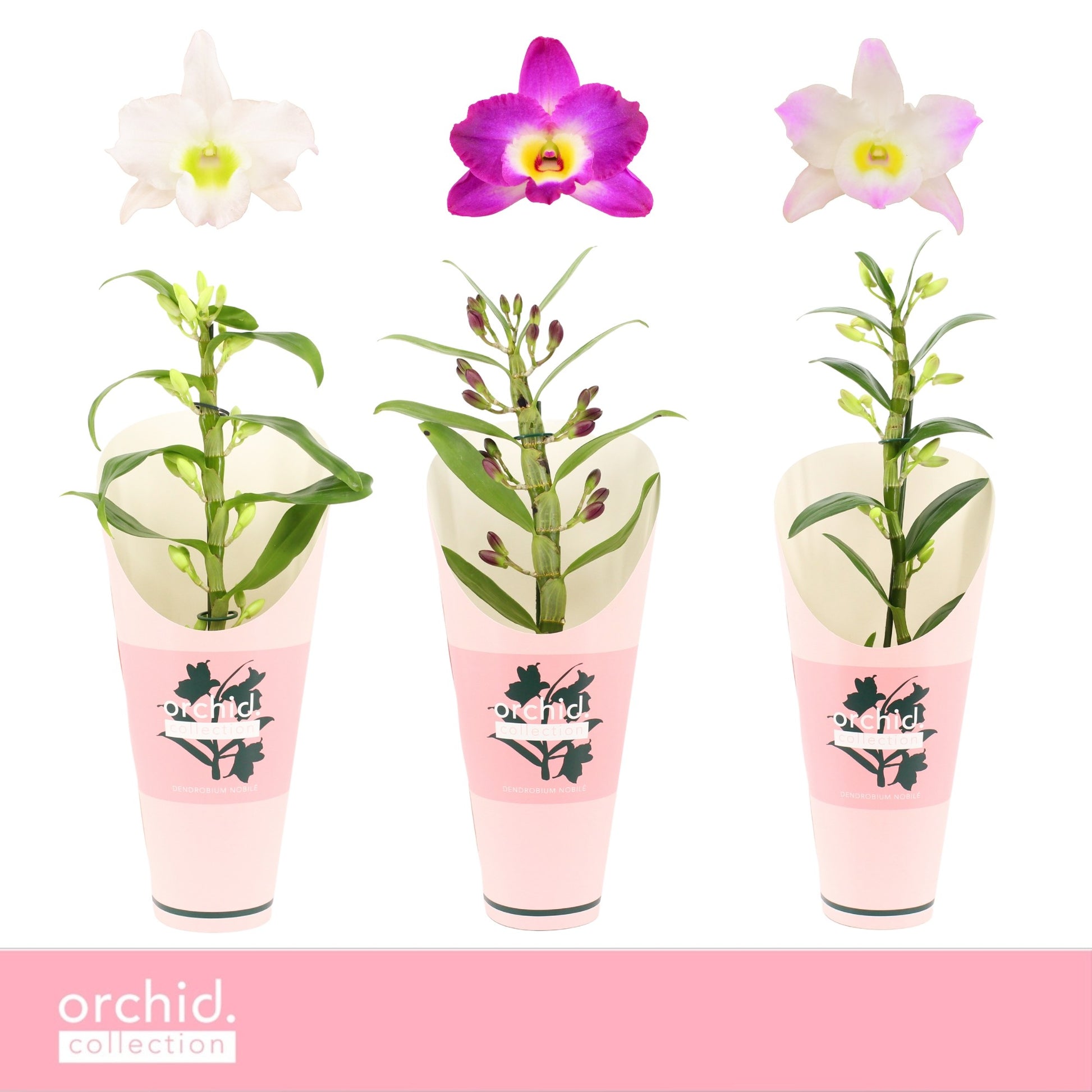 Dendrobium nobile mix 40cm 12cm Pot