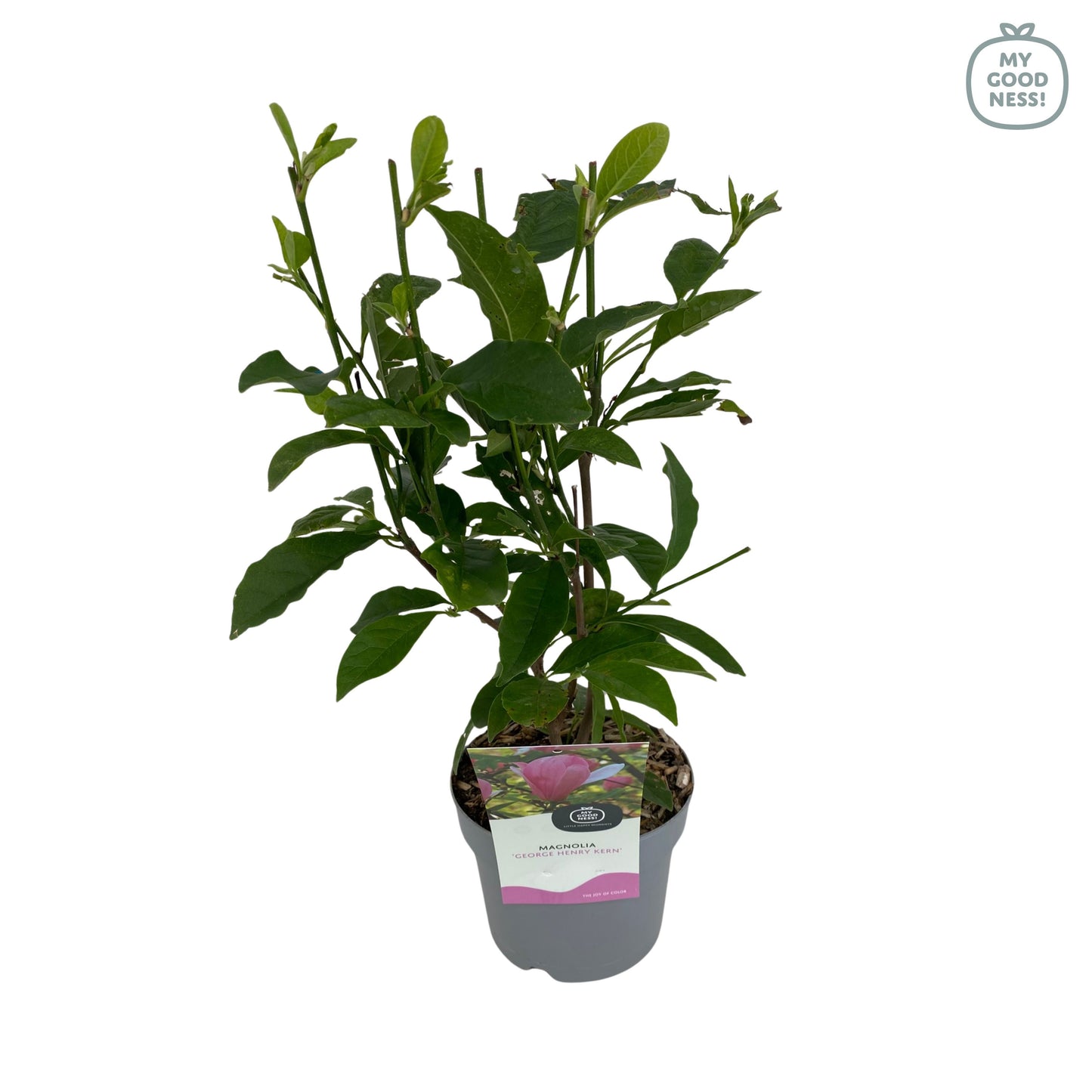 Magnolia sou. George Henry Kern 45cm 17cm Pot