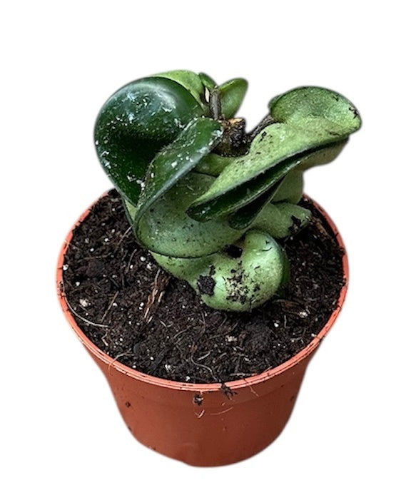 Hoya australis 8cm 6cm Pot