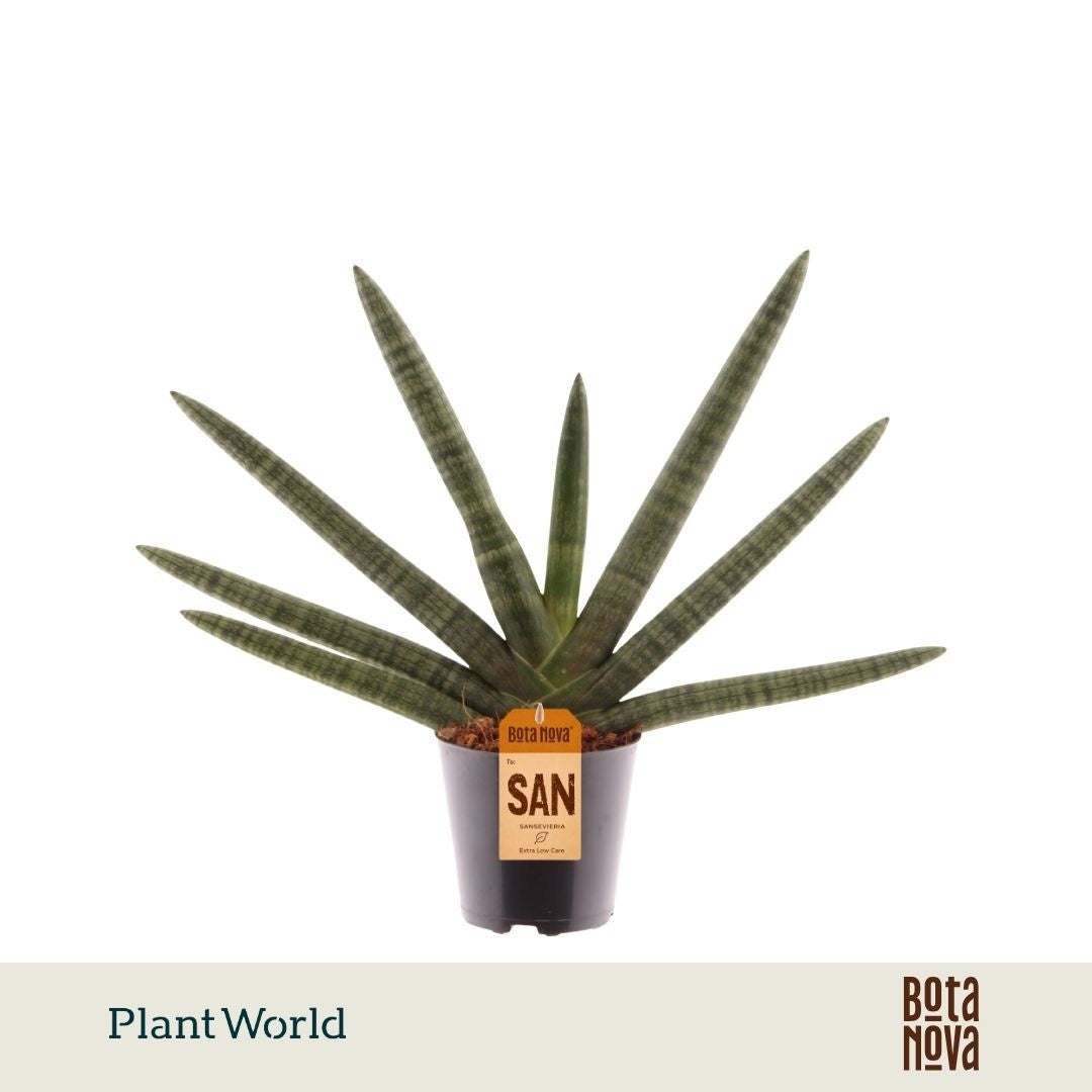 Sansevieria cyl. Skyline 35cm 12cm Pot