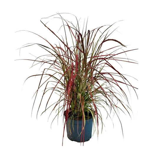 Pennisetum Fireworks 70cm 19cm Pot