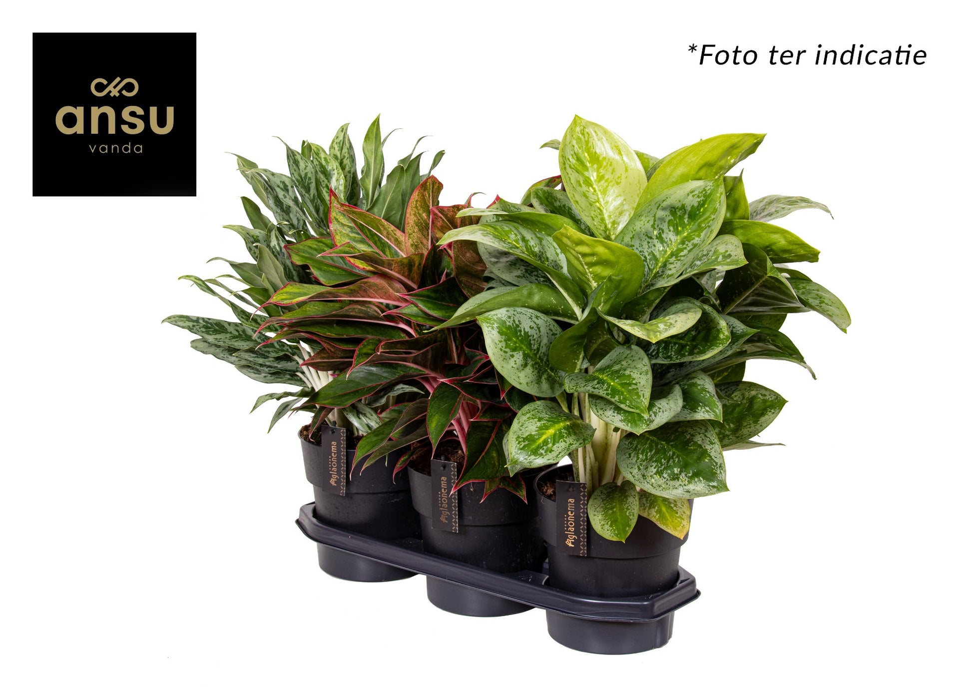 Aglaonema mix 45cm 19cm Pot