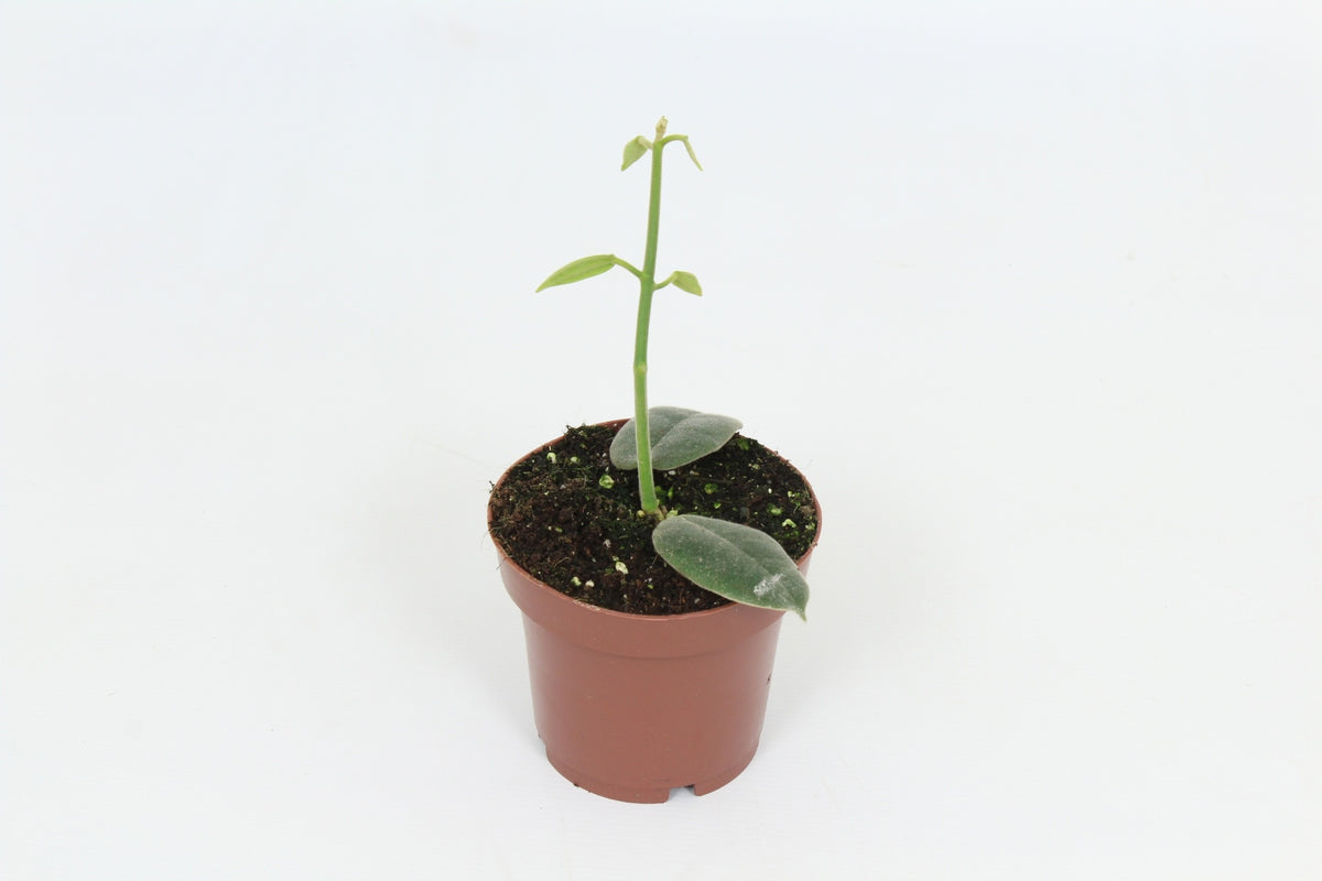 Hoya australis 15cm 12cm Pot