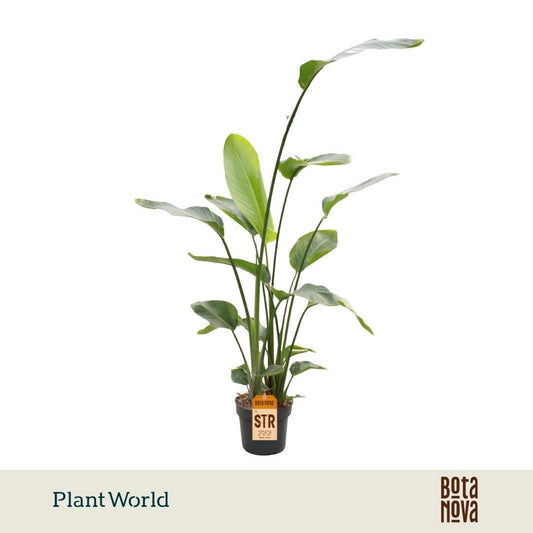 Strelitzia nicolai 160cm 24cm Pot