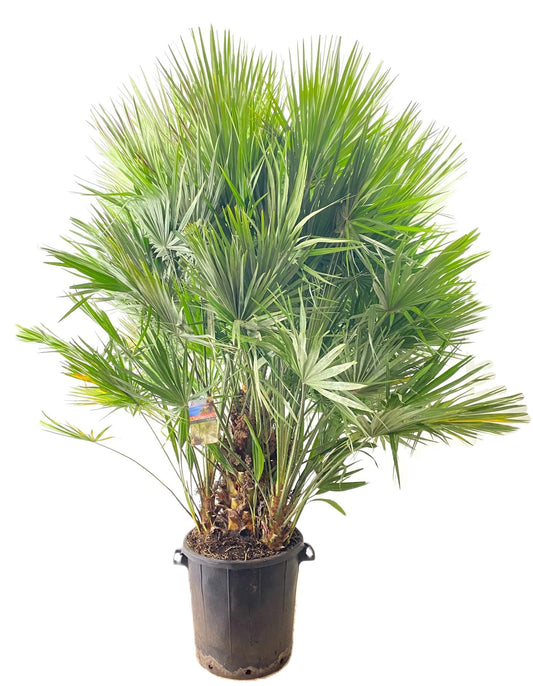 Chamaerops humilis 200cm 50cm Pot