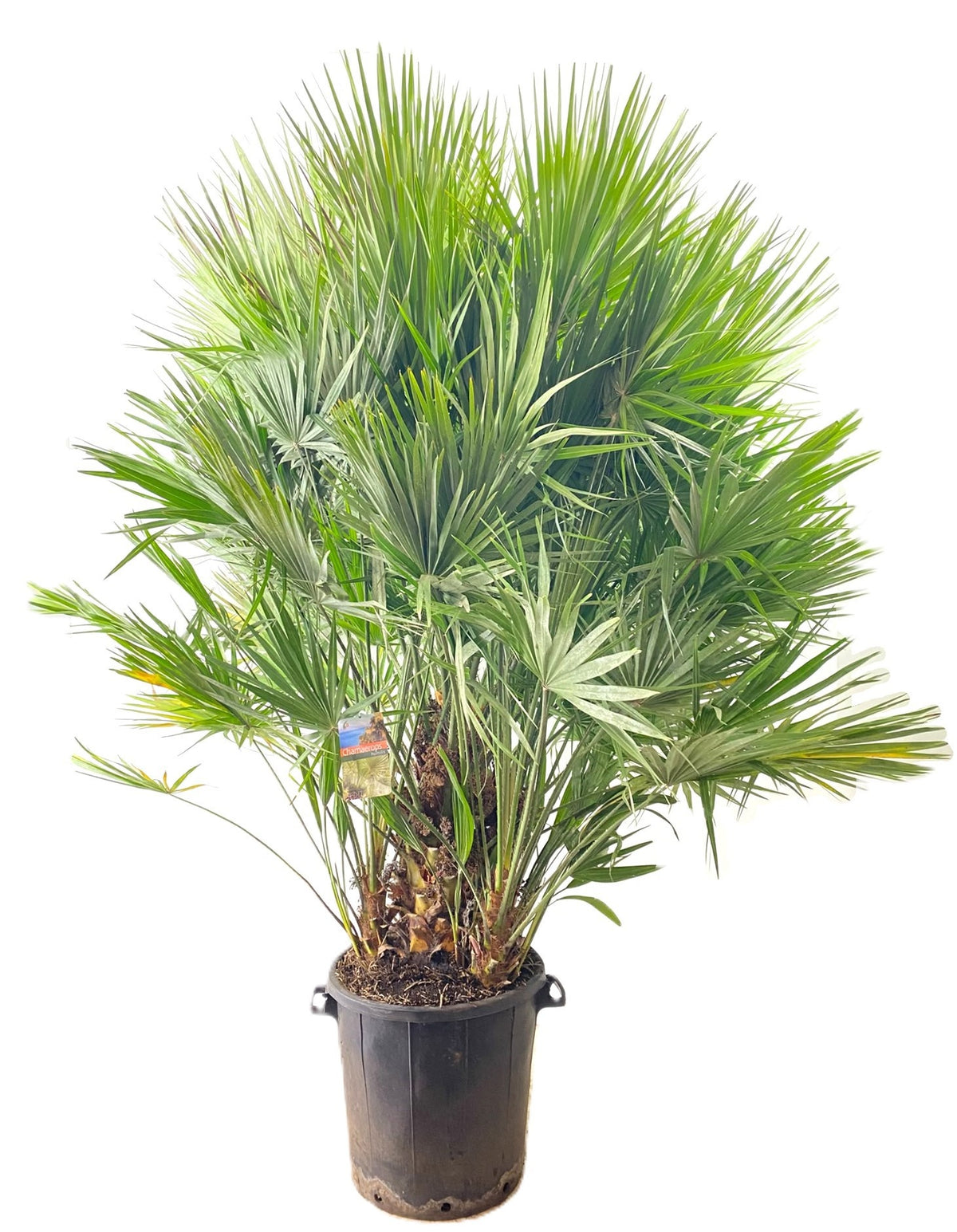 Chamaerops humilis 200cm 50cm Pot