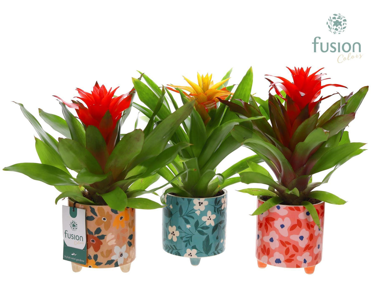 arr. Bromelia 35cm 10cm Pot