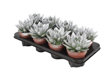 Echeveria Miranda 15cm 12cm Pot