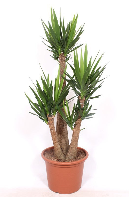 Yucca branched 180cm 50cm Pot