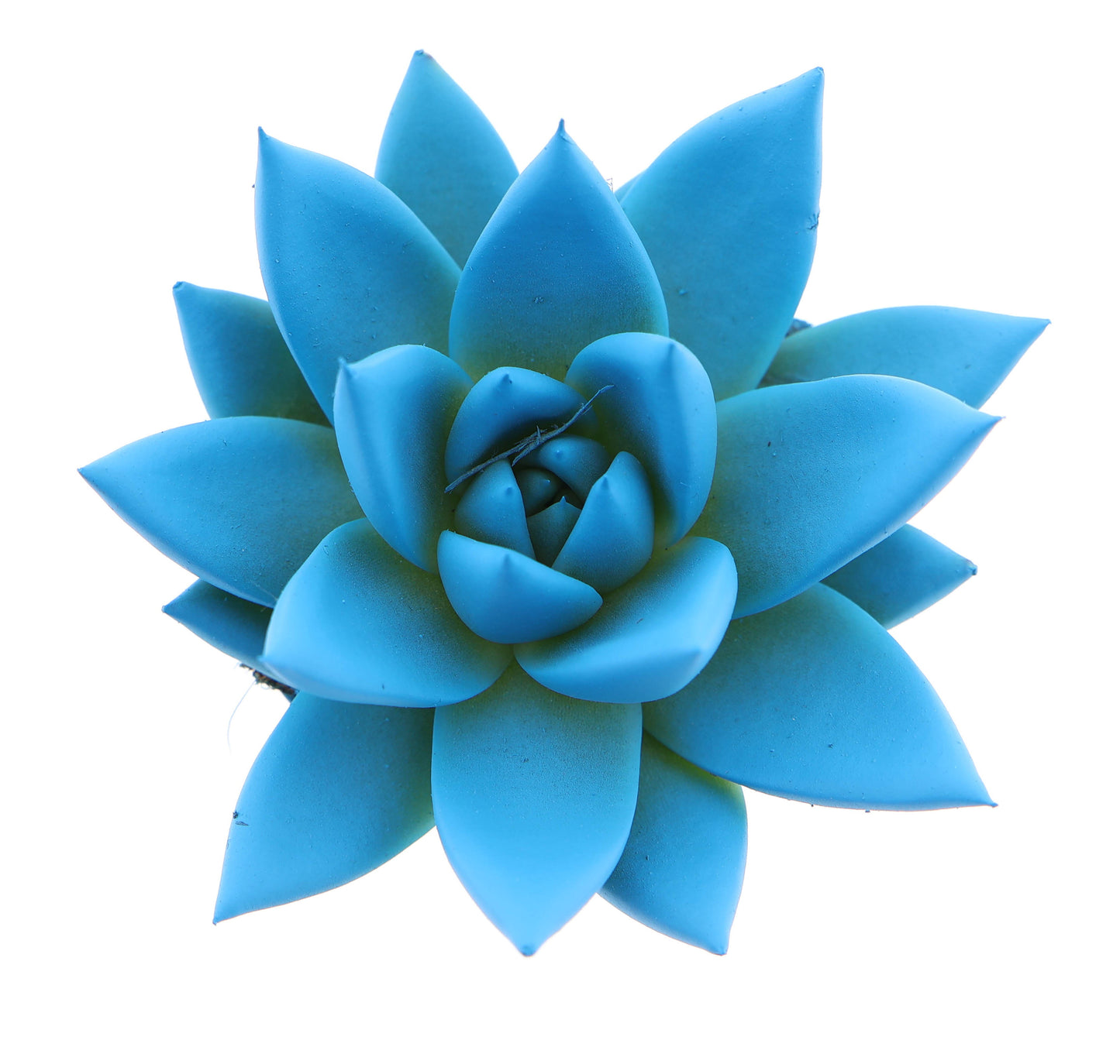 Euro Cactus Holland Bv Rainbow sky blue Pack of 16