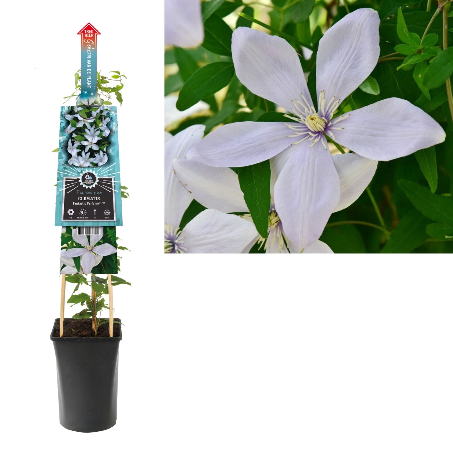 Clematis Fantastic Perfume 75cm 17cm Pot