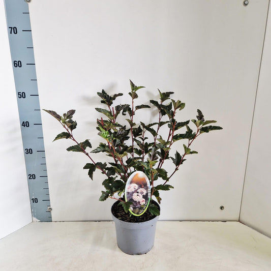 Physocarpus Red Baron 50cm 17cm Pot