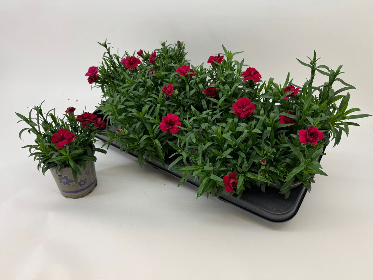 Dianthus Oscar Cherry 22cm 11cm Pot