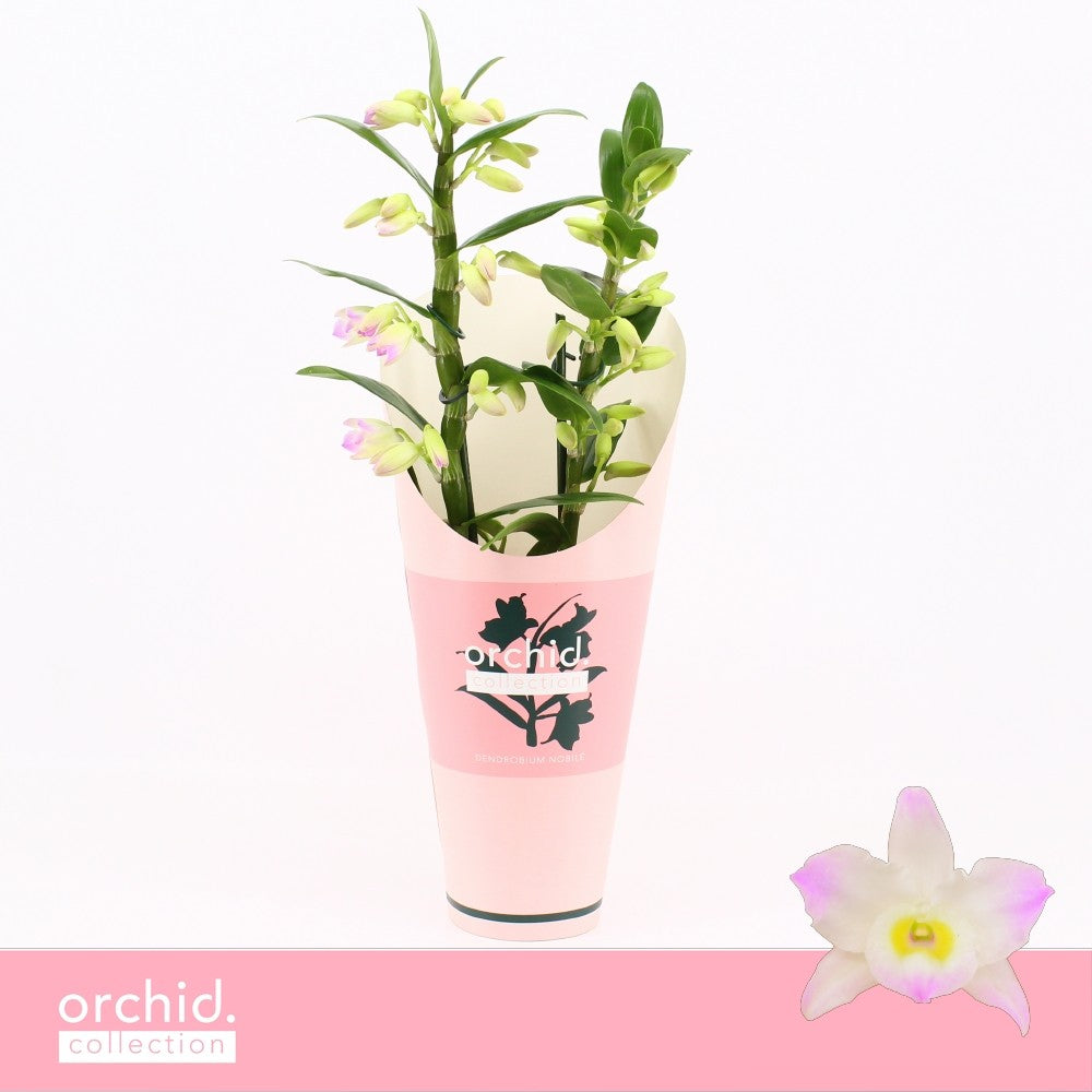 Dendrobium Kumiko 40cm 12cm Pot