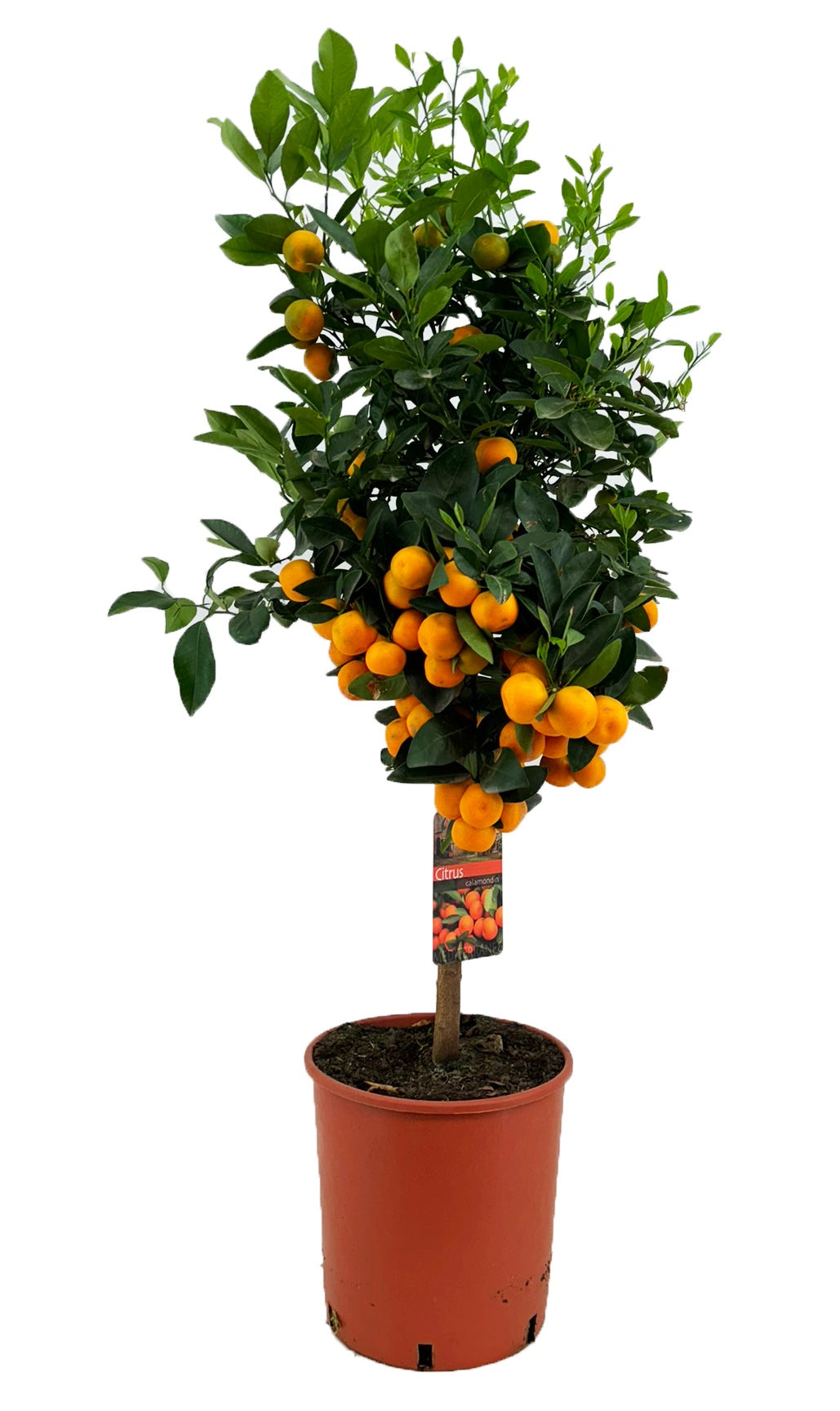 Citrus microcarpa 125cm 28cm Pot