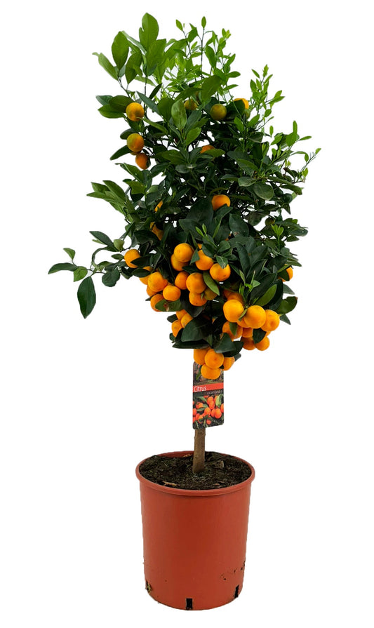 Citrus microcarpa 125cm 28cm Pot