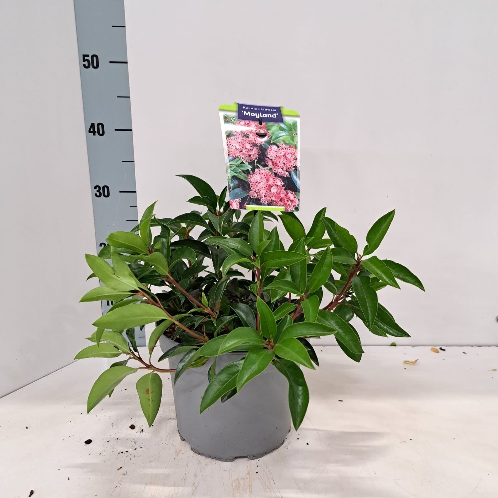 Kalmia latifolia 30cm 21cm Pot