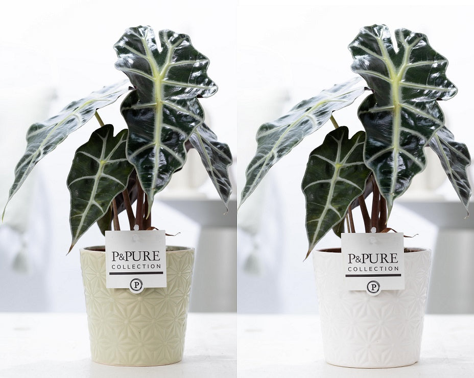 Alocasia amazonica 40cm 12cm Pot