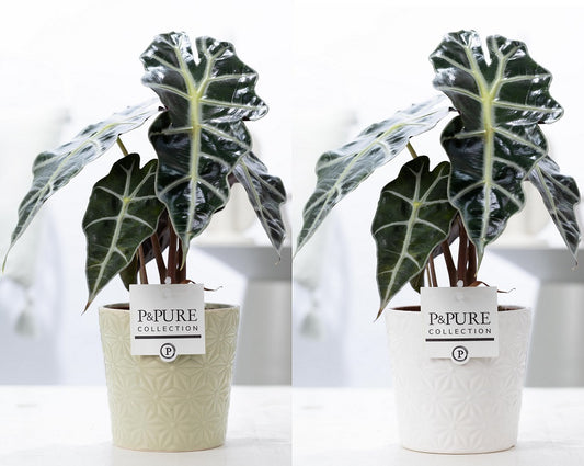 Alocasia amazonica 40cm 12cm Pot