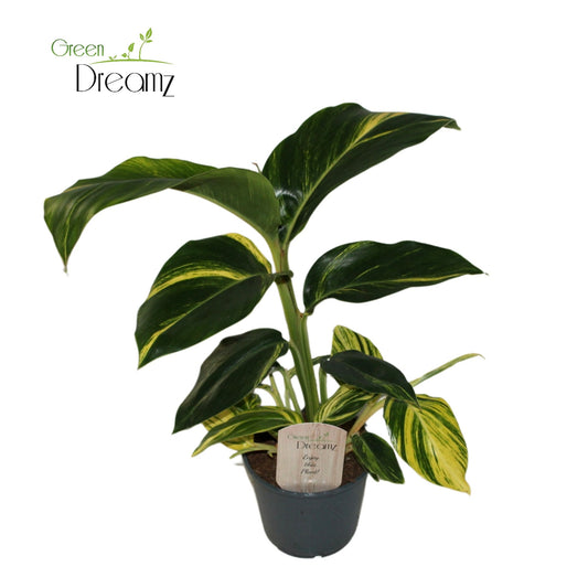 GreenDreamz Alpinia zer. Variegata Pack of 8