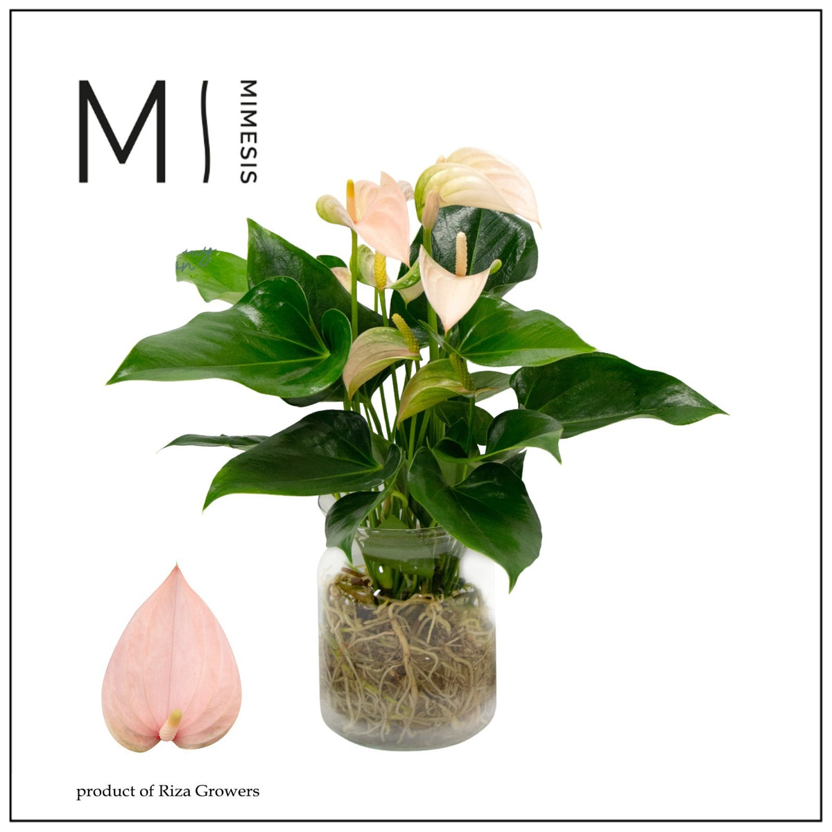 arr. Anthurium 25cm 14cm Pot