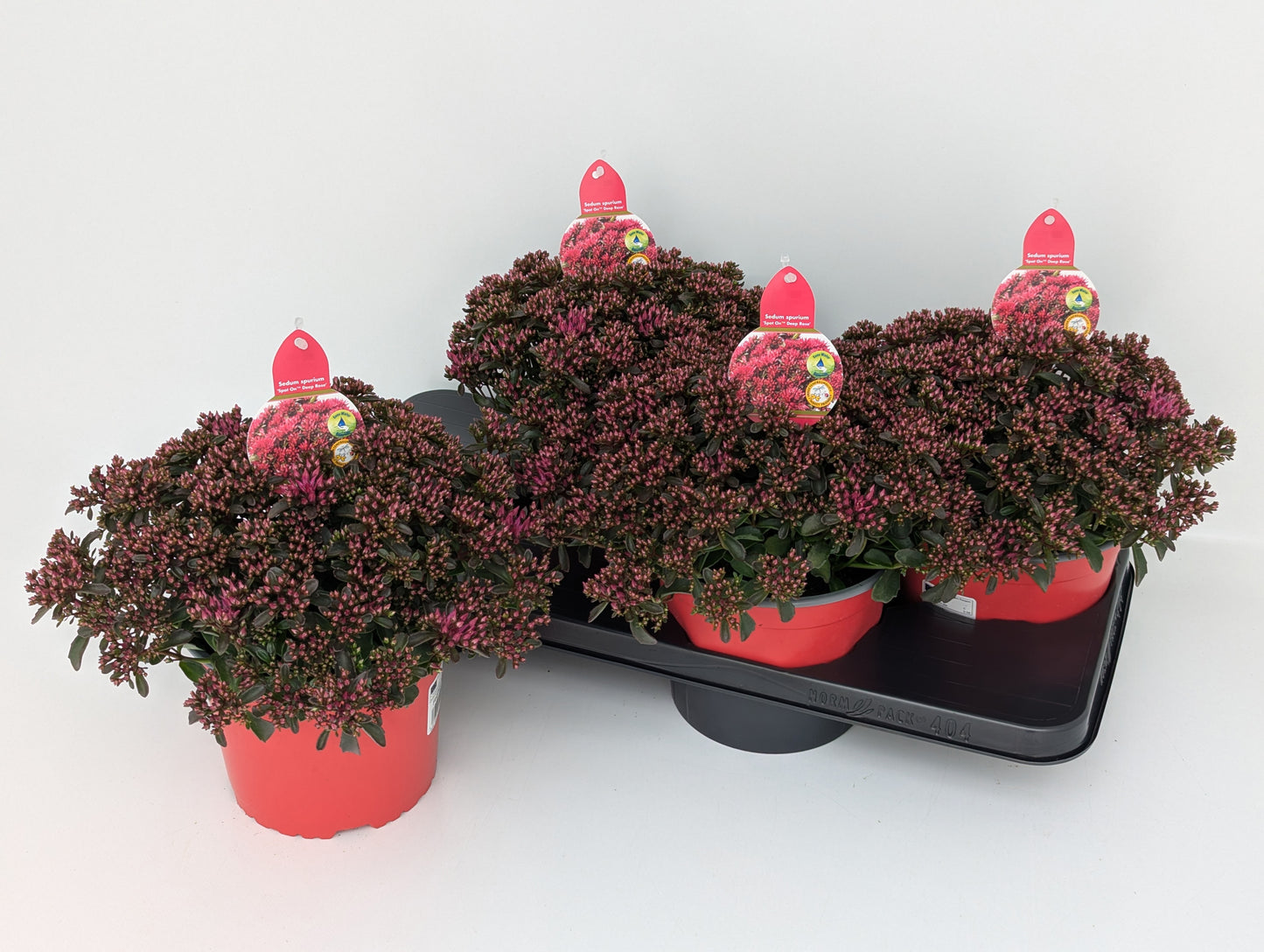 Sedum Spot on Red 25cm 17cm Pot