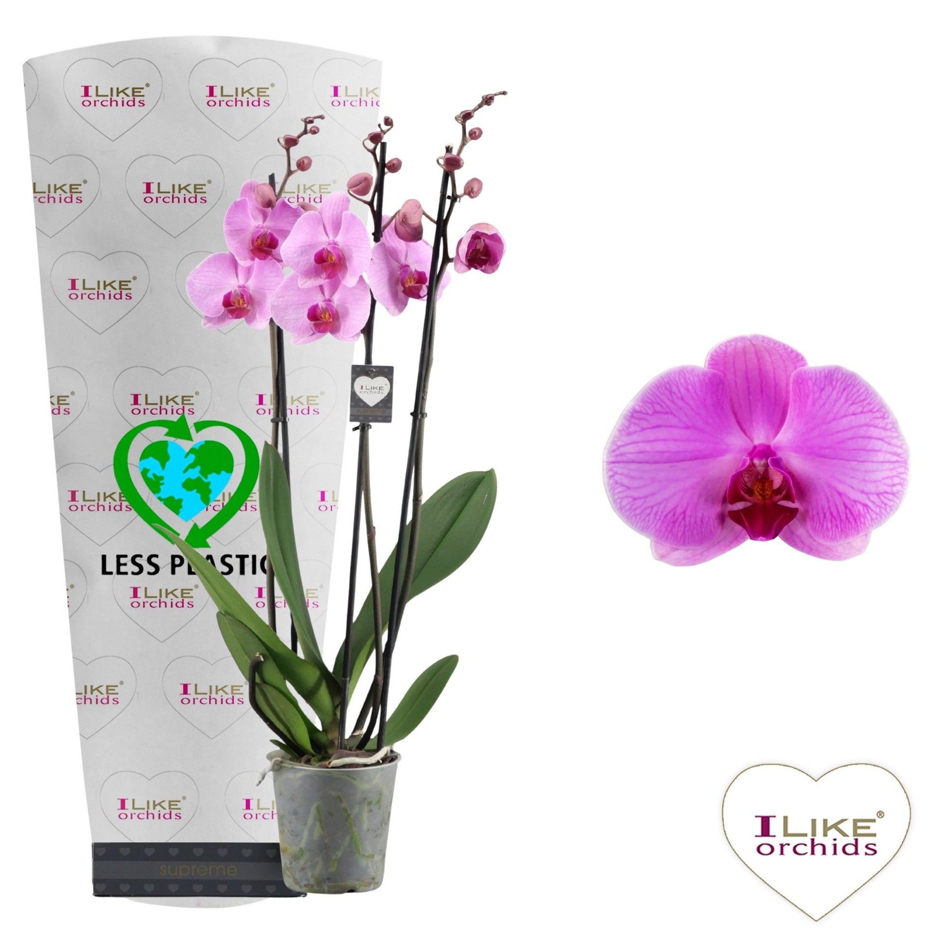 Phalaenopsis Orlando 55cm 12cm Pot