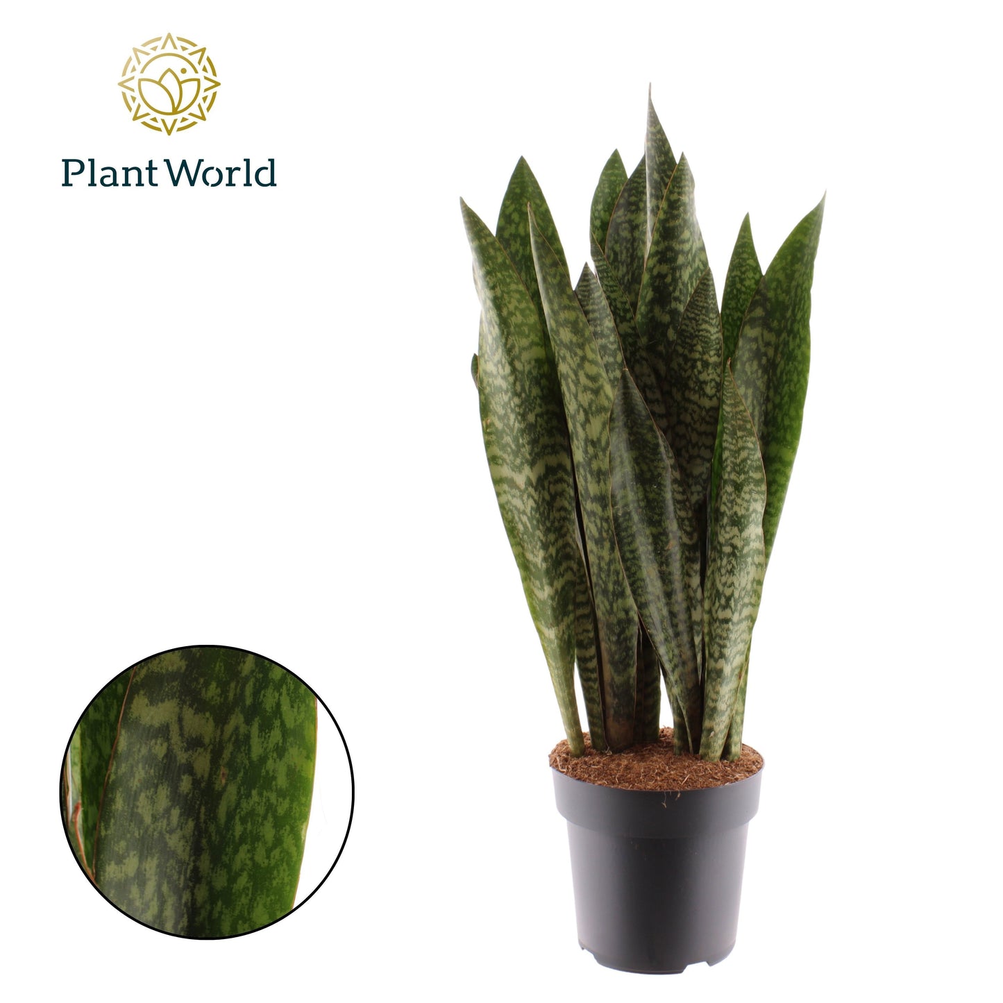 Sansevieria Zeylanica 100cm 27cm Pot