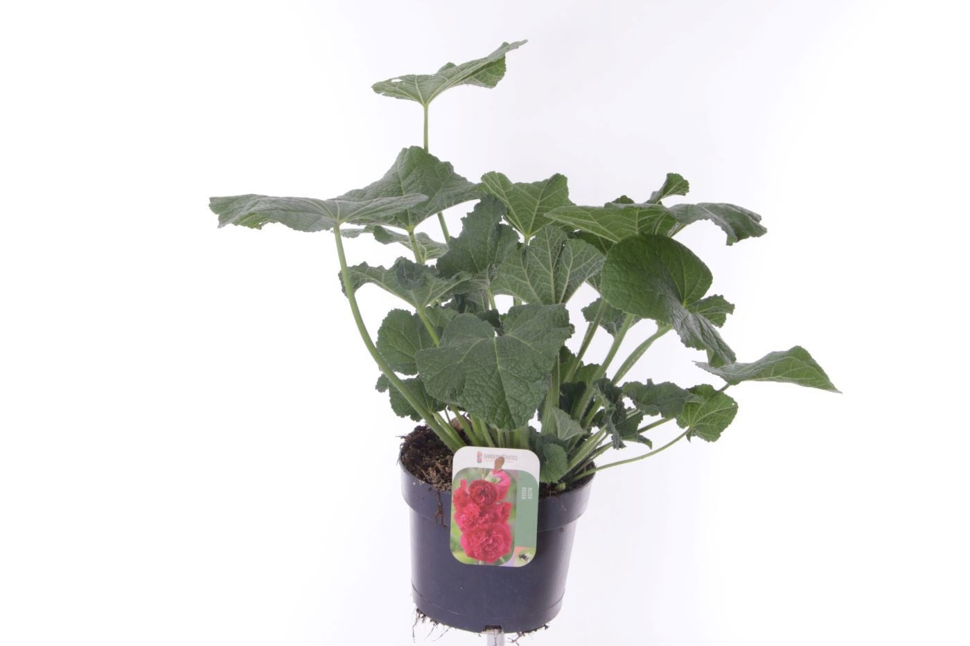Noordpoel BV, Kw. de Alcea rosea Pack of 1