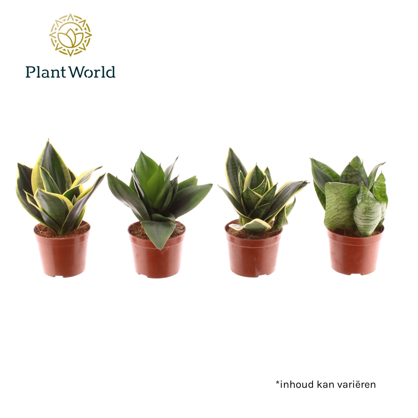 Sansevieria Hahnii 20cm 9cm Pot