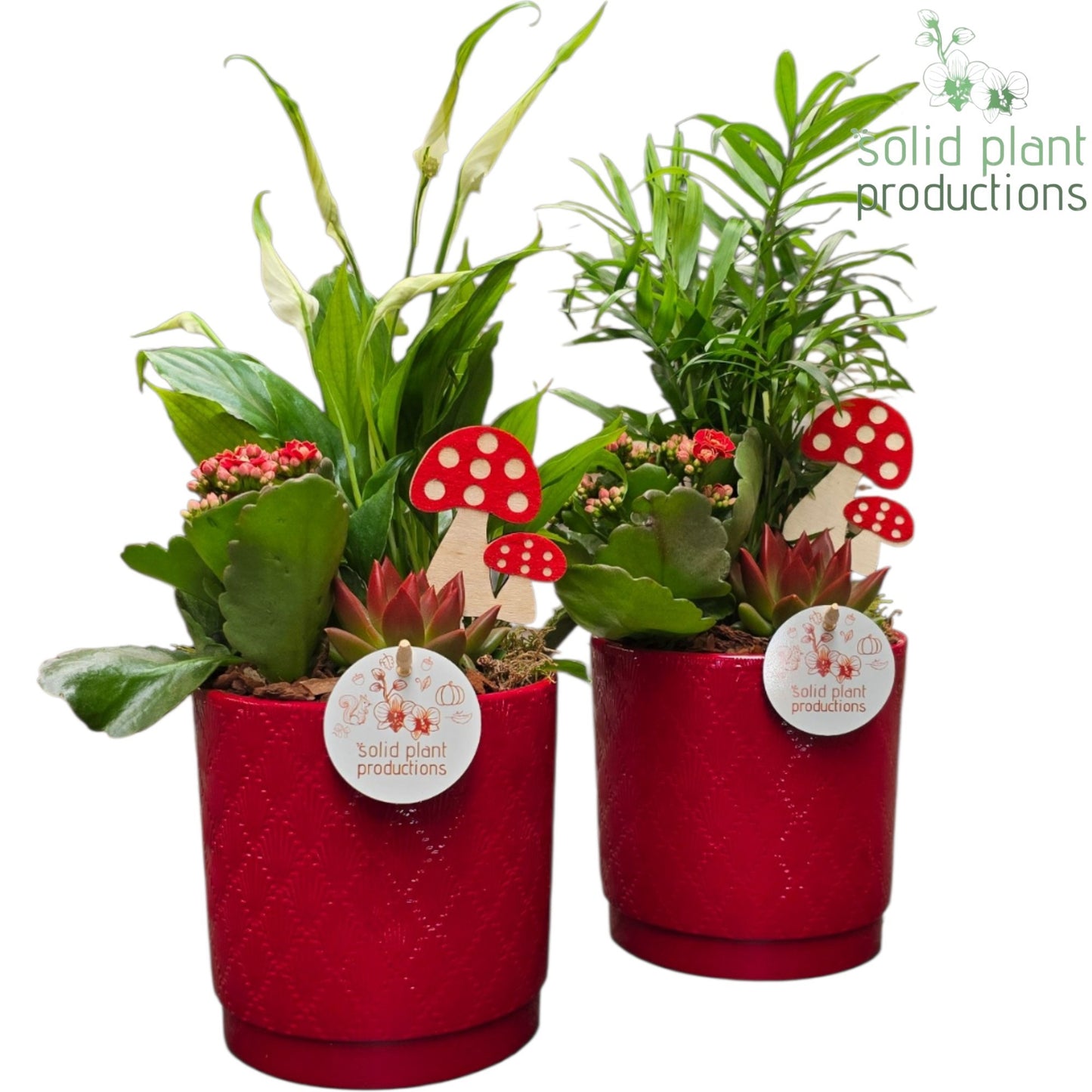 Solid Plant Productions SCE001 Amy Red Echeveria Mix Pack of 6