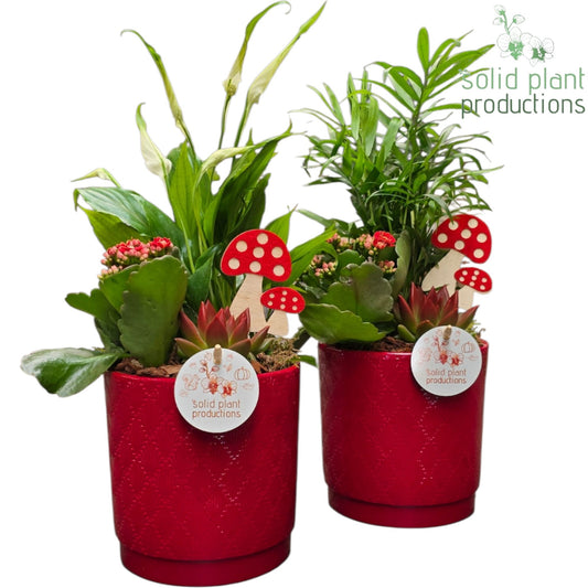 Solid Plant Productions SCE001 Amy Red Echeveria Mix Pack of 6