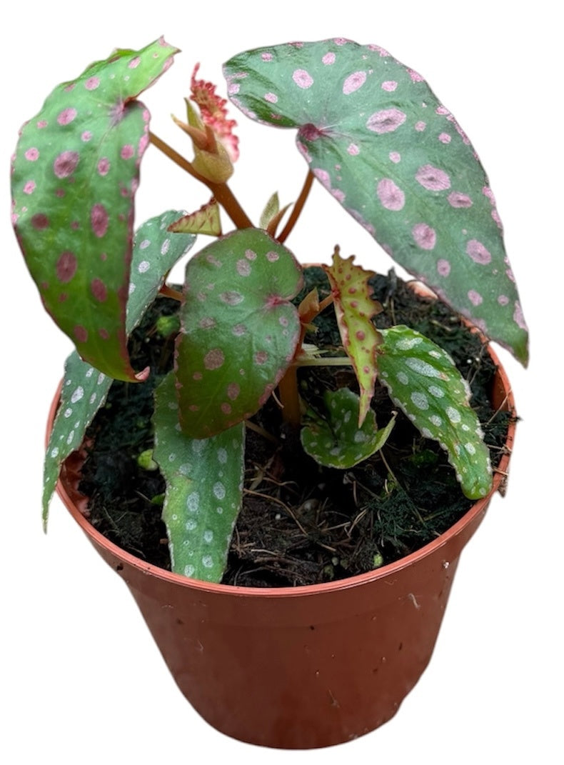 Begonia Cottage Bright Red 12cm 8cm Pot