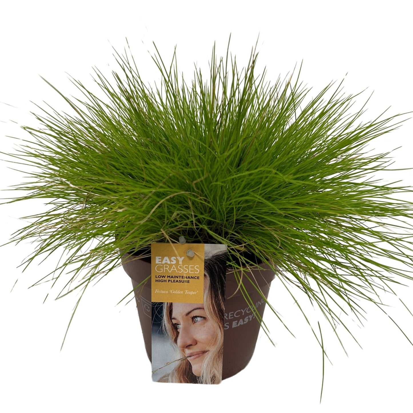 Allure Tuinplanten BV i.o. Festuca Golden Toupee Pack of 6