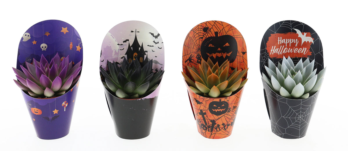 Potcover halloween rainbow tips mix 10cm 8.5cm Pot