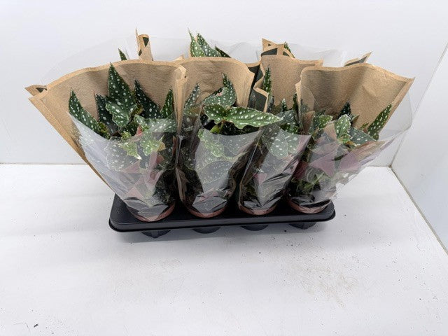 Begonia mac. Spotlight Green 30cm 12cm Pot