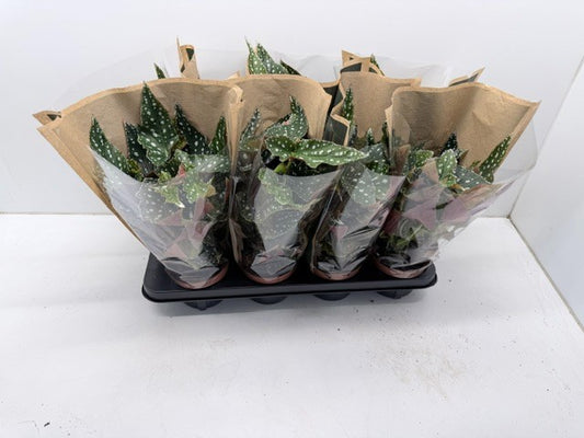 Begonia mac. Spotlight Green 30cm 12cm Pot
