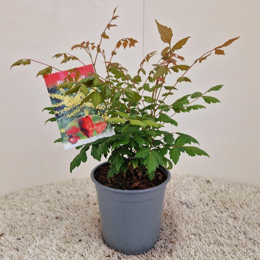 Koelreuteria paniculata 30cm 17cm Pot