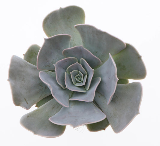 Echeveria Pollux 12cm 10.5cm Pot