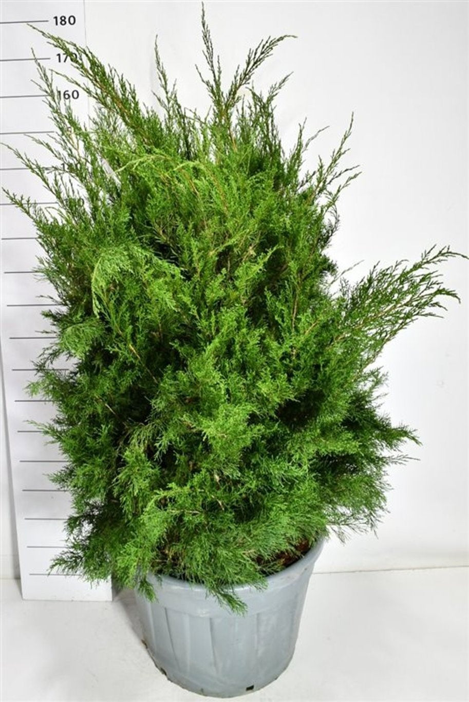 Juniperus Mint Julep 170cm 65cm Pot