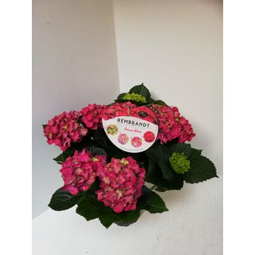 Meeslouwer, Kwekerij Hydrangea macr. Rembrandt Rosso Glory Pack of 6