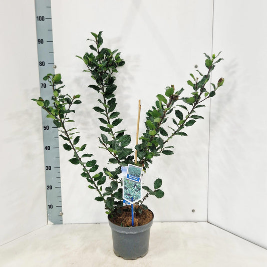 Ilex mes. Blue Prince 85cm 19cm Pot