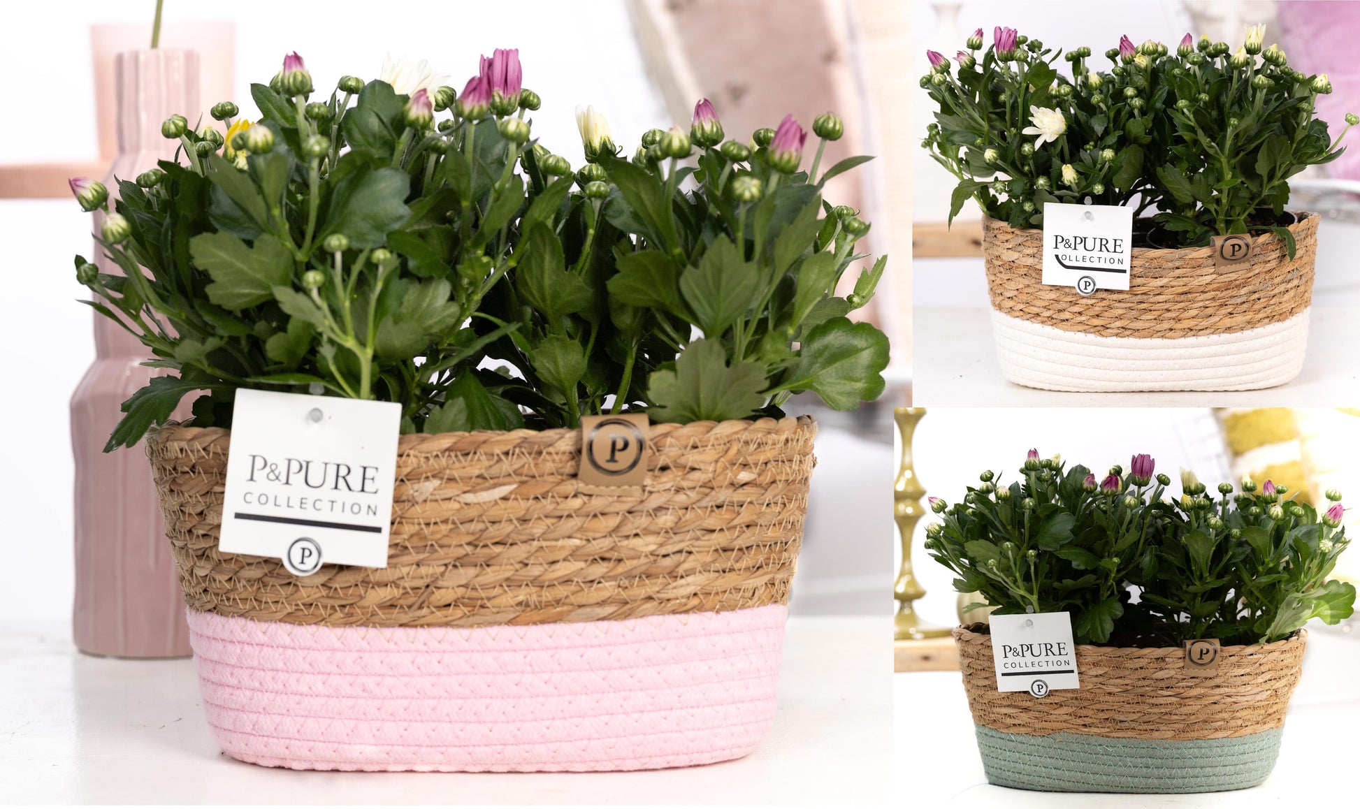 Pure Collection Chrysanthemum carnaval mix Pack of 3