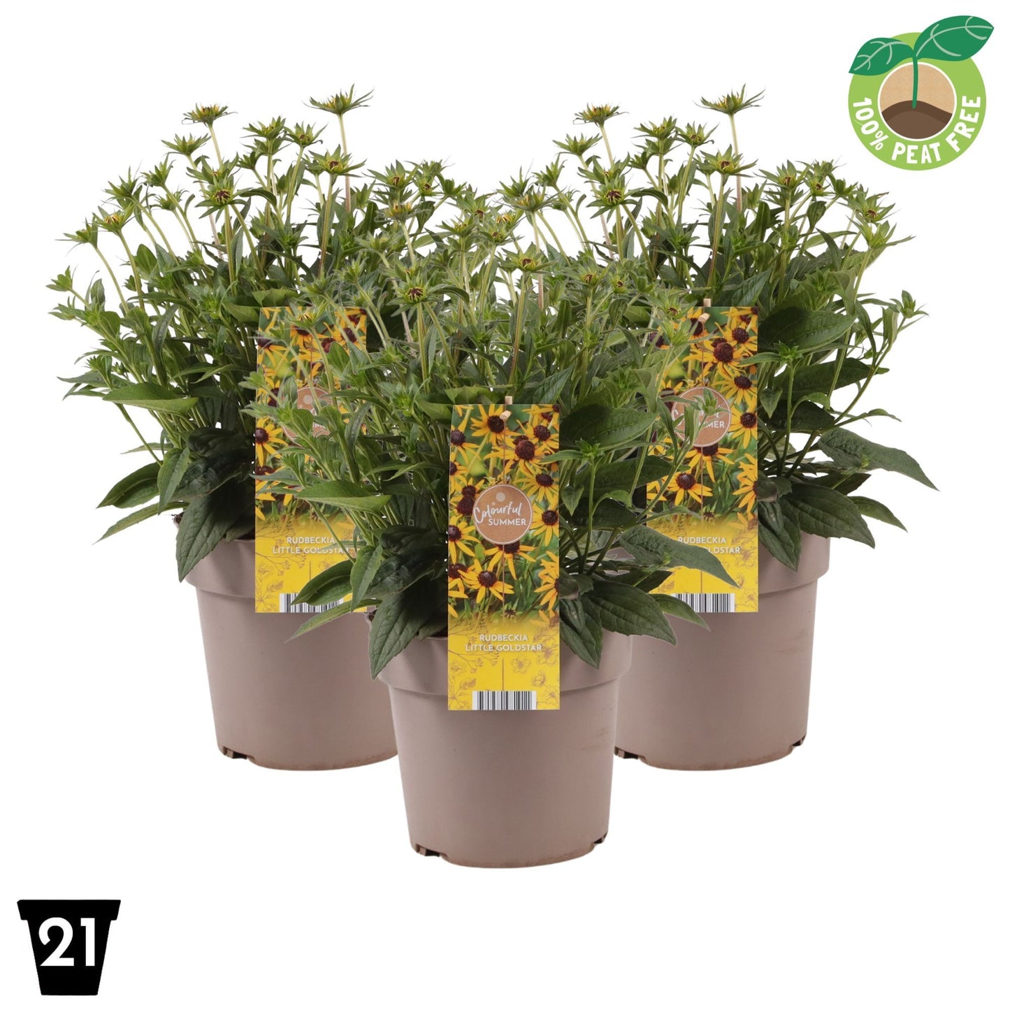 Rudbeckia Little Goldstar 40cm 21cm Pot