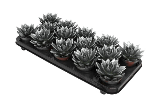 Amigo Plant VOF Miranda coloured metallic grey Pack of 14