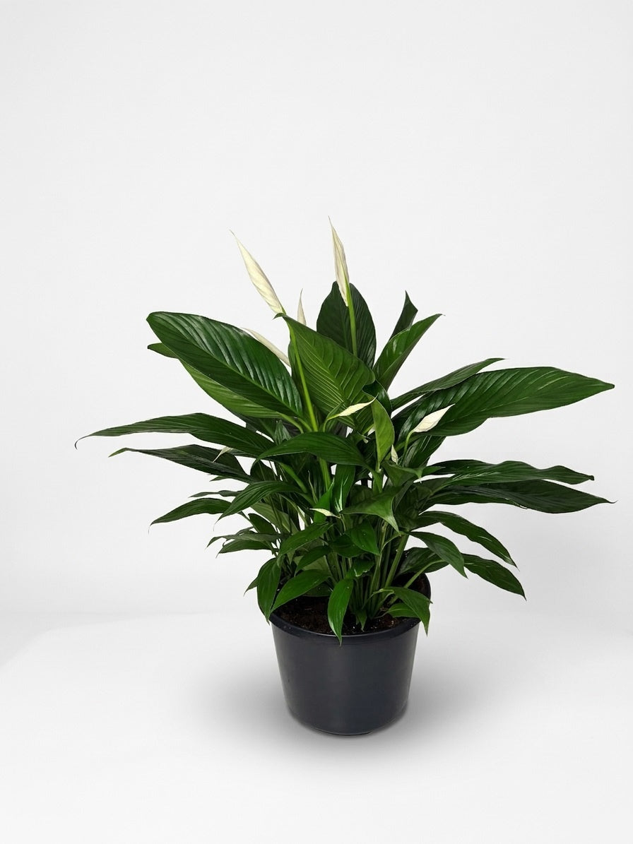 Spathiphyllum Bingo Cupido 90cm 32cm Pot