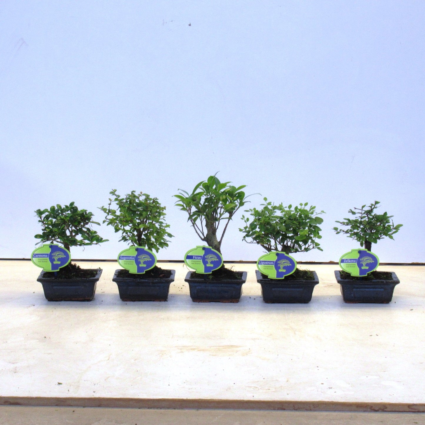 Lodder Bonsai BV Bonsai mix Pack of 14