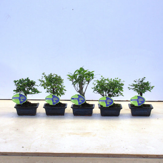Lodder Bonsai BV Bonsai mix Pack of 14