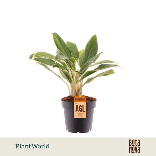 Aglaonema White Lime 30cm 12cm Pot