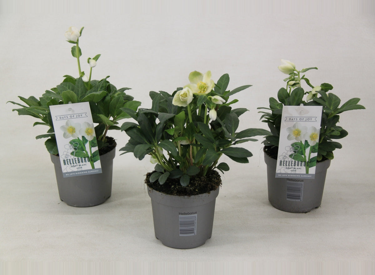 Helleborus niger 24cm 13cm Pot